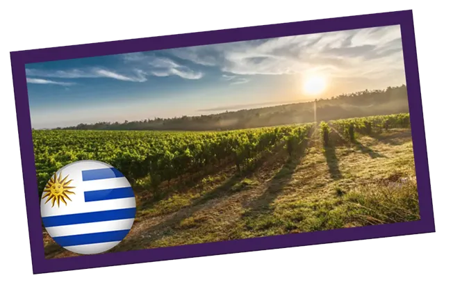Vinhos do Uruguai