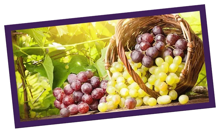 Tipos de Uva para Vinho