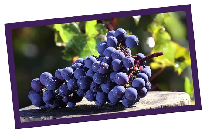 Uva Cabernet Sauvignon