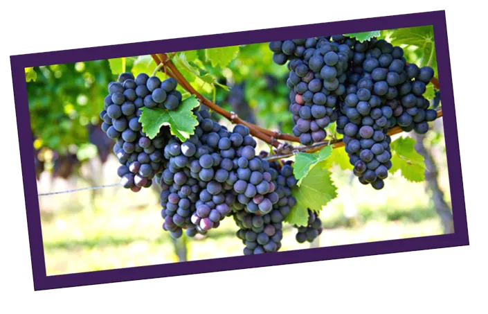 Uva Carménère