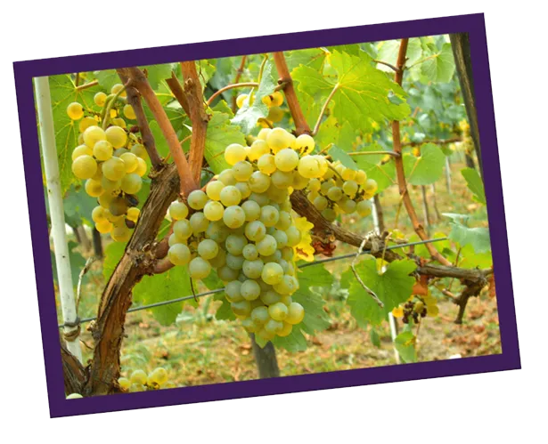 Uva Chardonnay