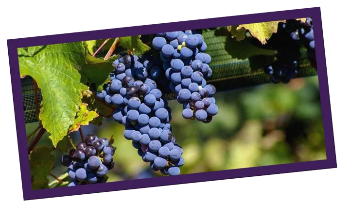 Uva Malbec