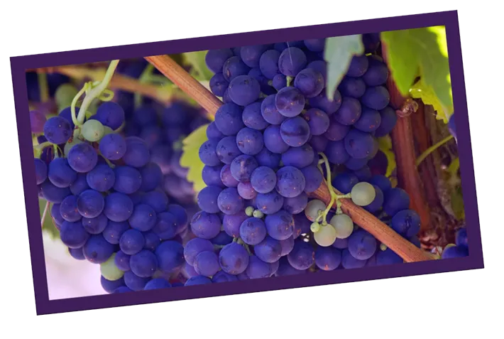 Uva Merlot