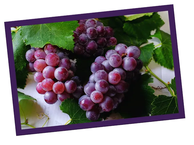 Uva Pinot Noir