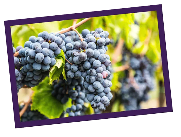 Uva Sangiovese