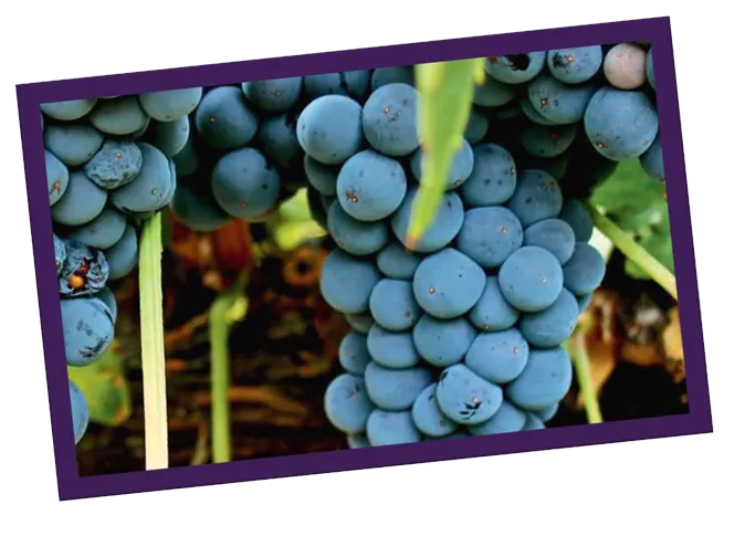 Uva Tempranillo