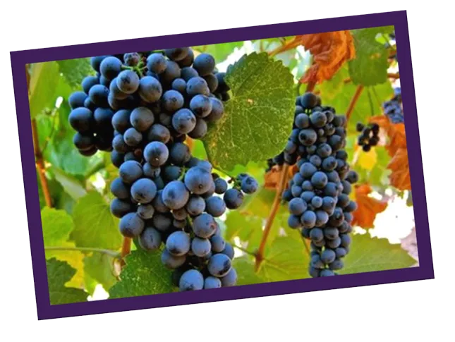 Uva Touriga Nacional