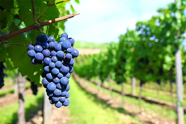 Uva Cabernet Sauvignon