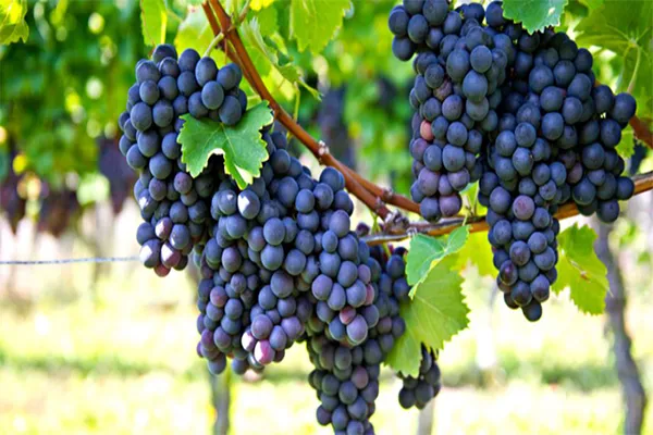 Uva Carmenère
