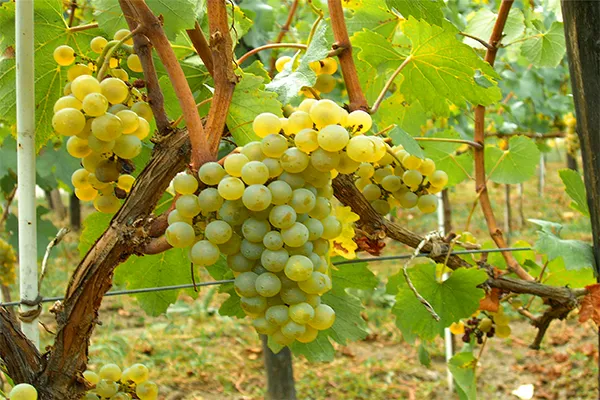Uva Chardonnay