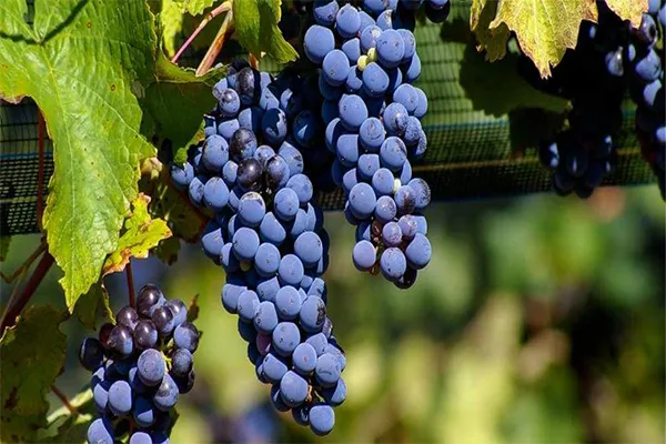 Uva Malbec