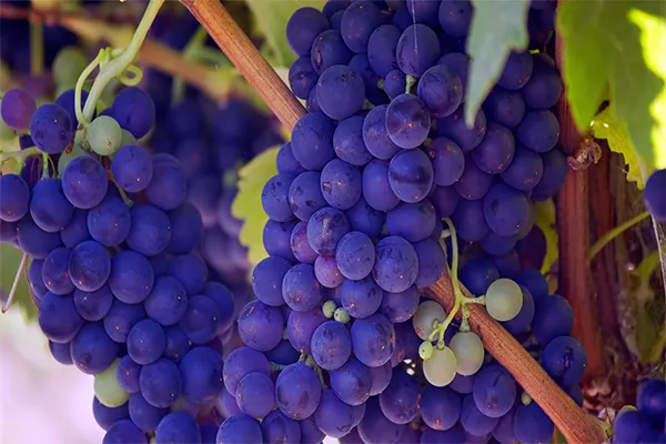 Uva Merlot
