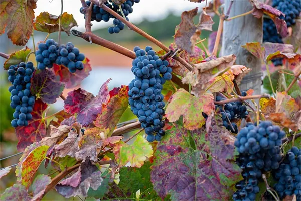 Uva Touriga Nacional